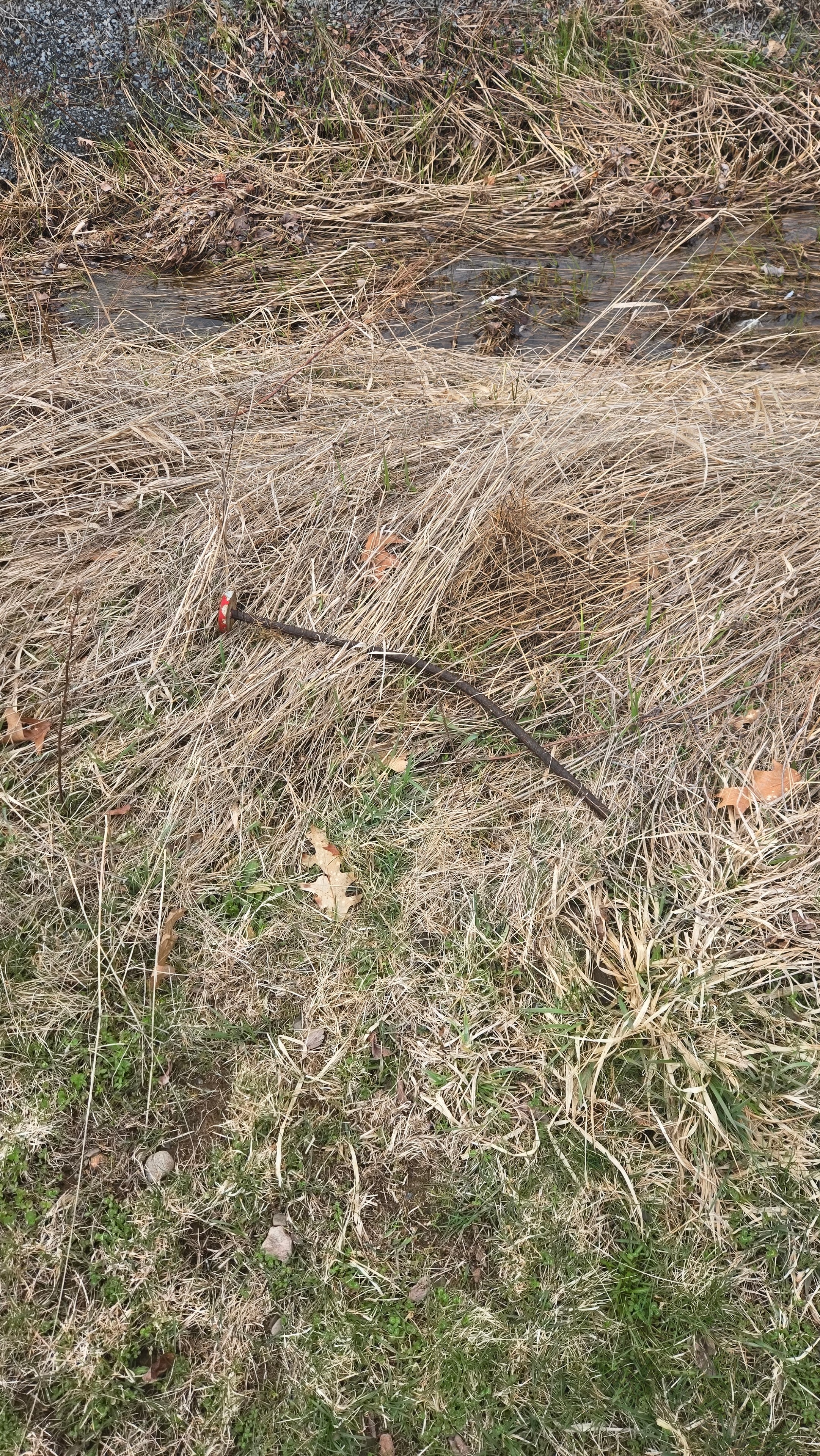 Survey iron bar monument with orange flagging in forest