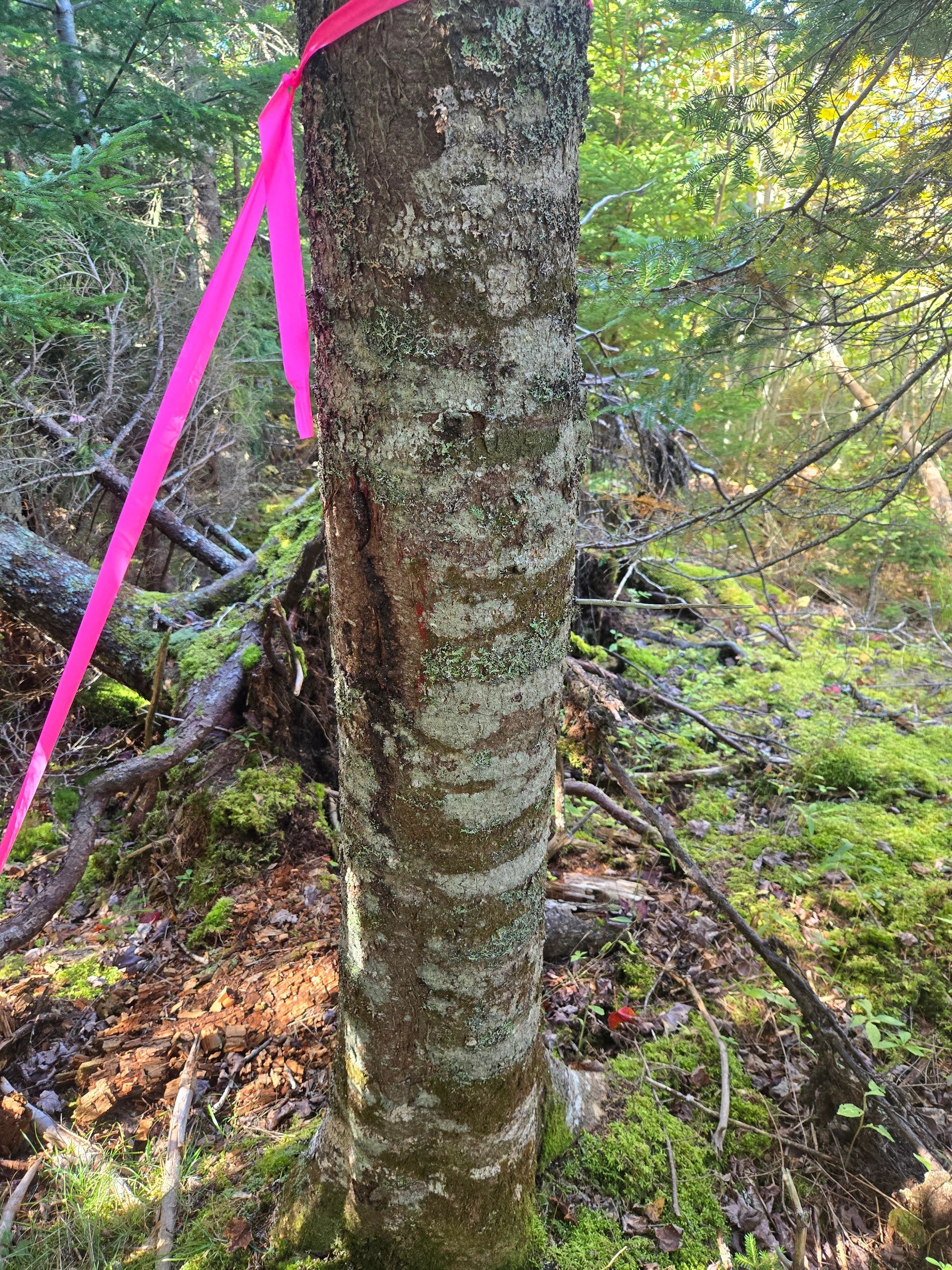 Pink ribbon tied around lichen-covered tree trunk in forest