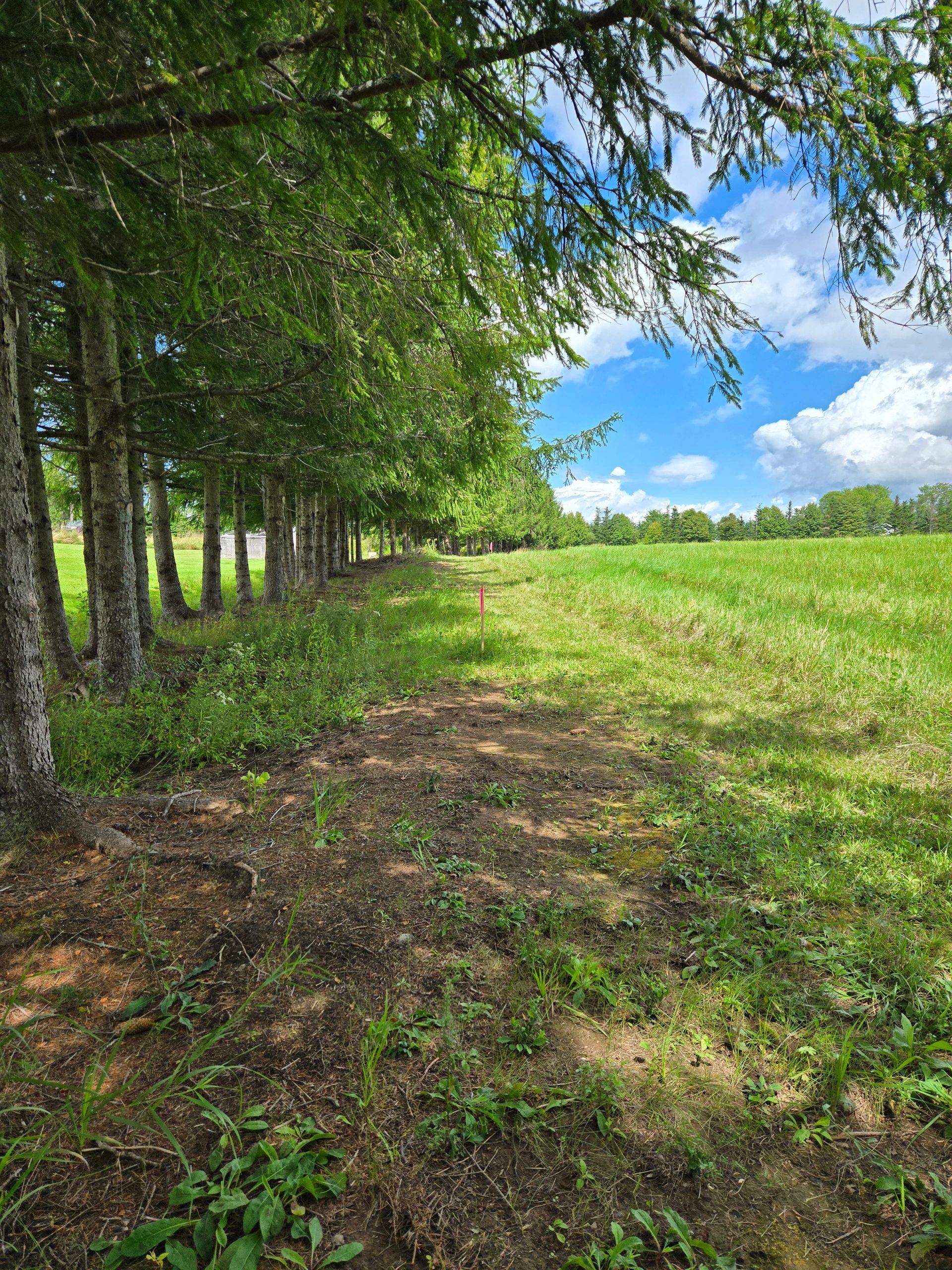 Rural dirt road lined with tall trees stretching into the distance