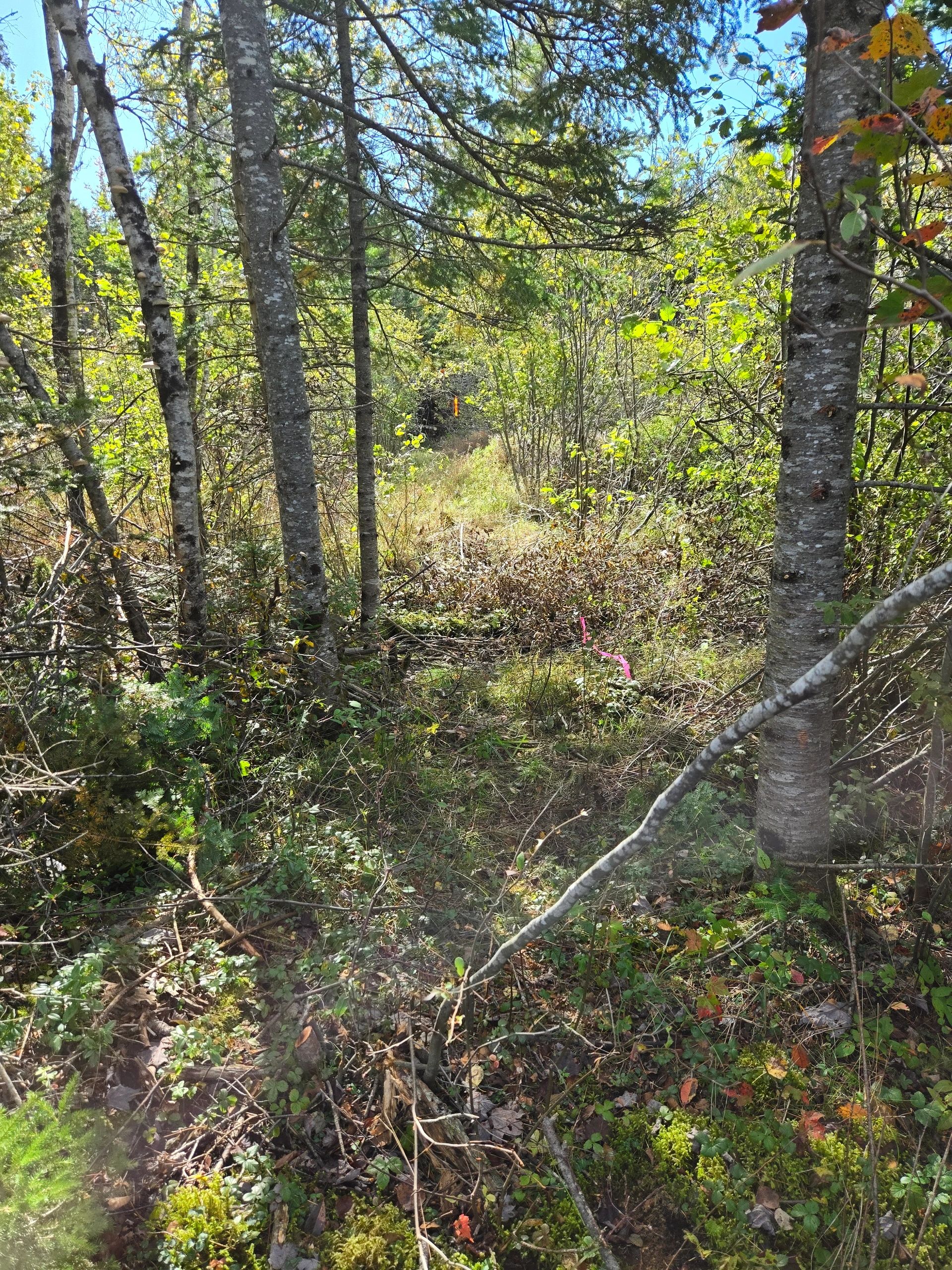 Forest trail winding through birch and conifer trees